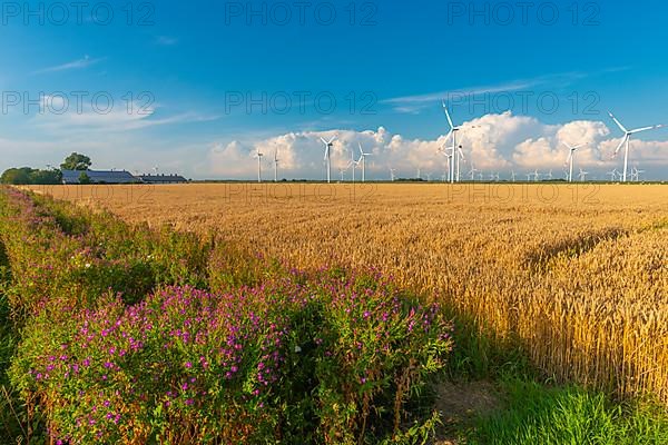 Wind turbines in the Reussenkoege marshes, agriculture