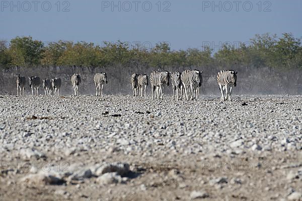 Burchells zebras,