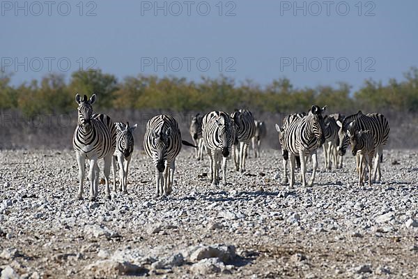 Burchells zebras,