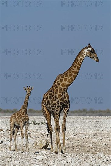 Angolan giraffes,