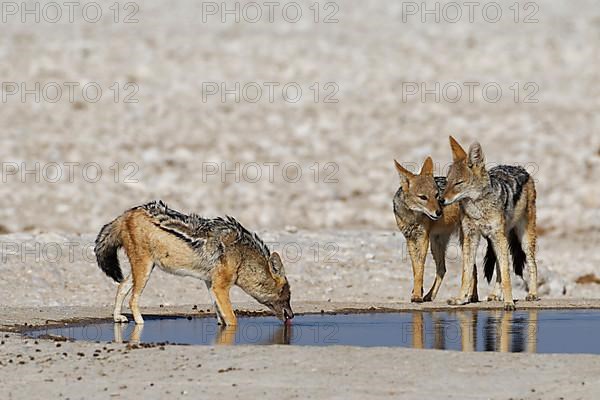 Black-backed jackals,