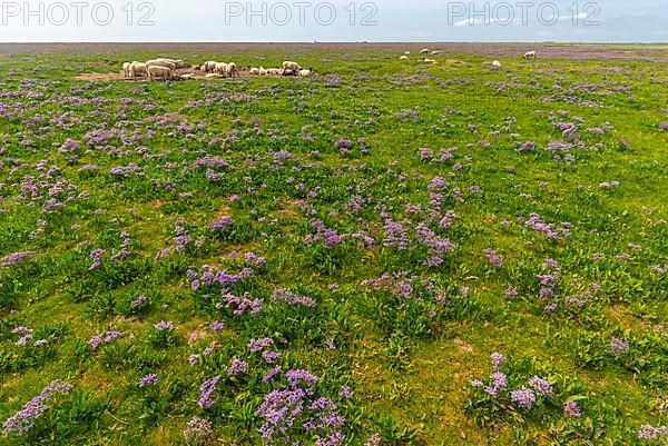 Hallig Nordstrandischmoor, Nordstrand municipality