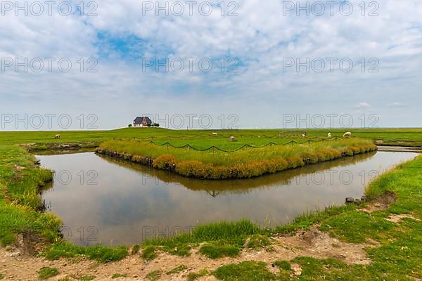 Hallig Nordstrandischmoor, municipality of Nordstrand