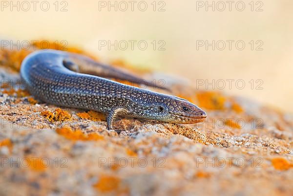 Purple skink,