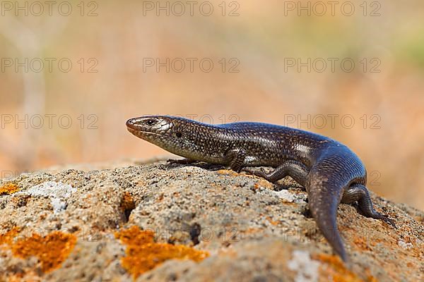 Purple skink,