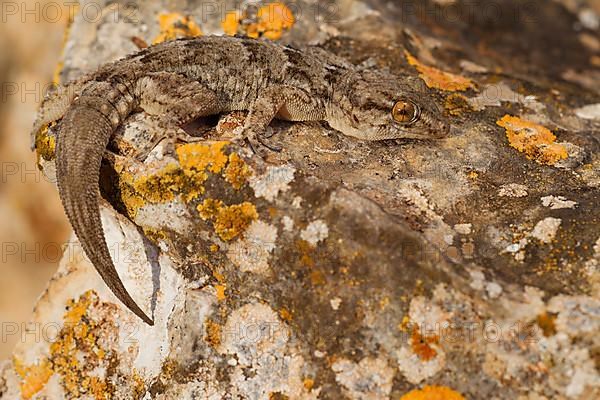 East canary gecko,