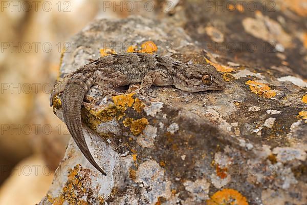 East canary gecko,