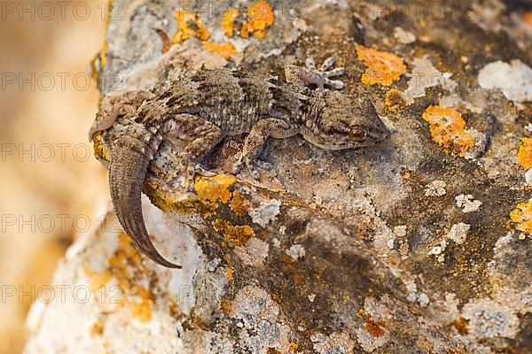 East canary gecko,