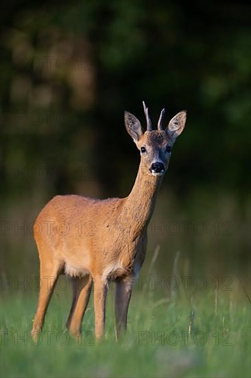 European roe deer,