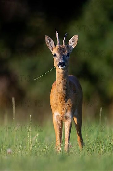 European roe deer,