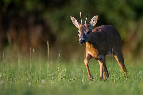 European roe deer,