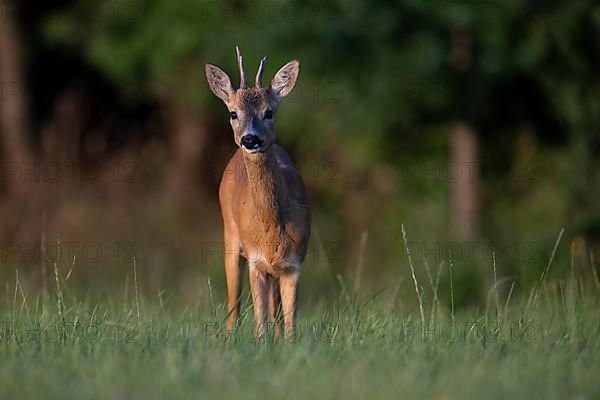 European roe deer,