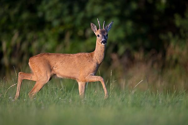 European roe deer,