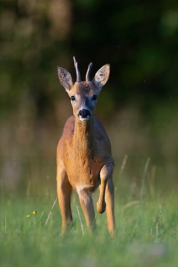 European roe deer,