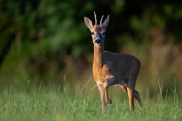 European roe deer,