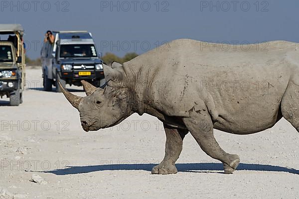 Black rhinoceros,