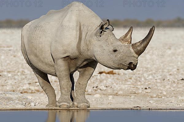 Black rhinoceros,