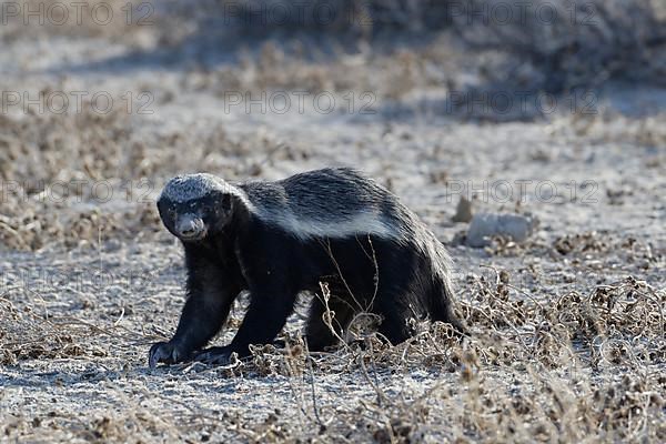 Honey badger,