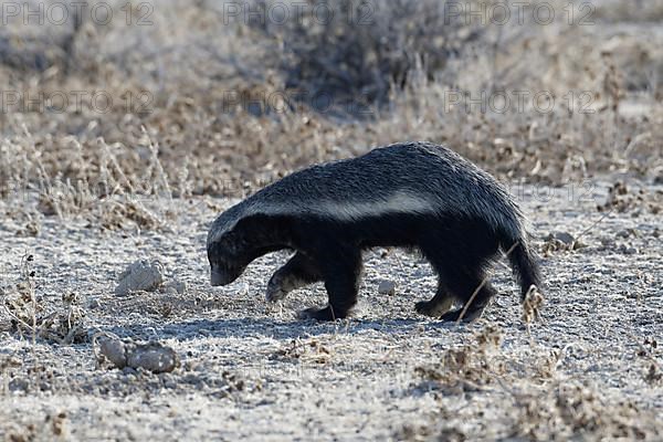 Honey badger,