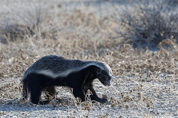 Honey badger,