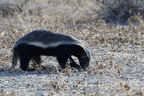 Honey badger,