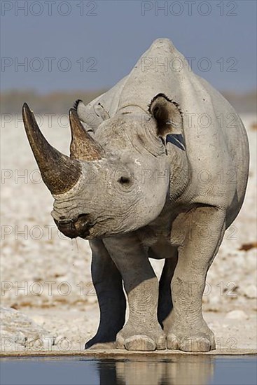 Black rhinoceros,