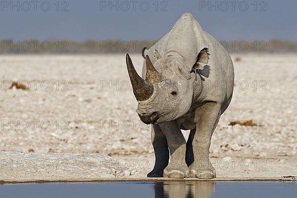 Black rhinoceros,