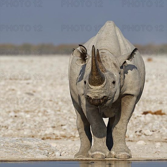 Black rhinoceros,