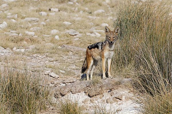 Black-backed jackal,