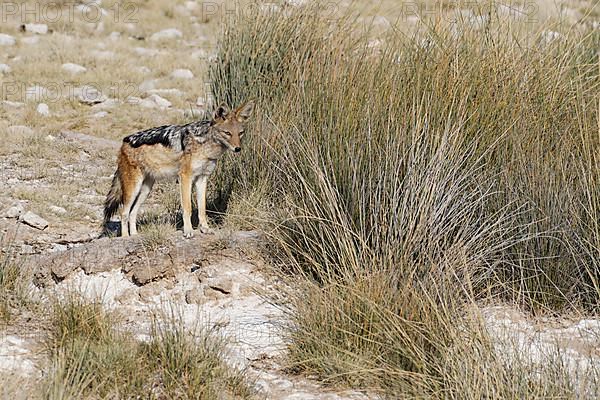 Black-backed jackal,