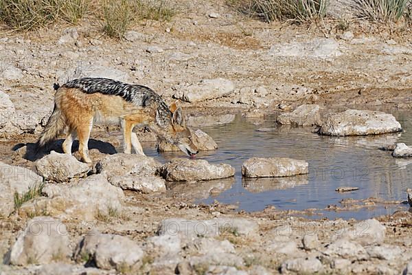 Black-backed jackal,