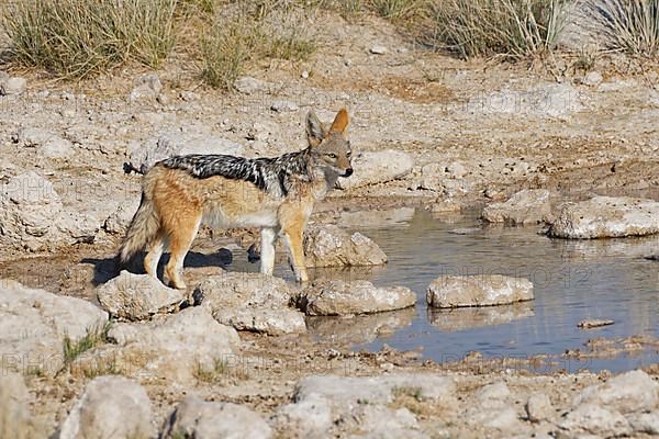 Black-backed jackal,