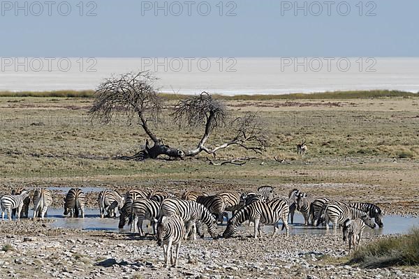 Burchells zebras,