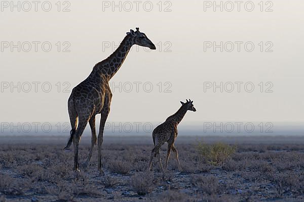 Angolan giraffes,