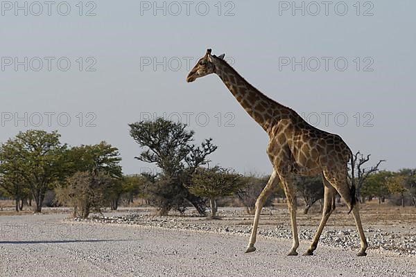 Angolan giraffe,