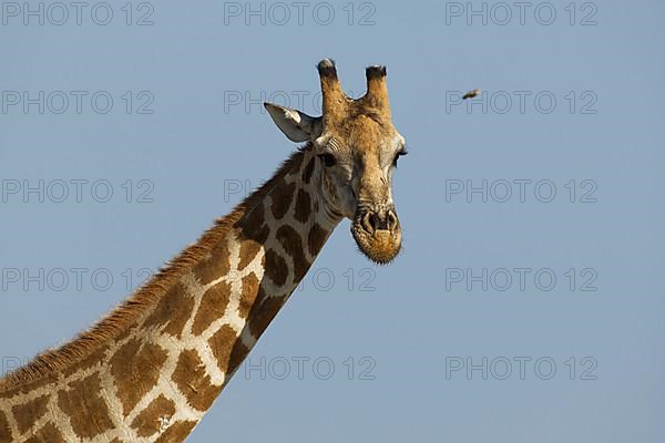 Angolan giraffe,