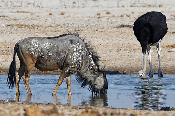 Blue wildebeest,