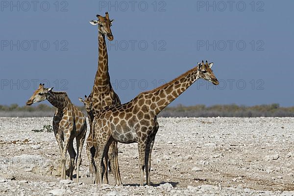 Angolan giraffes,