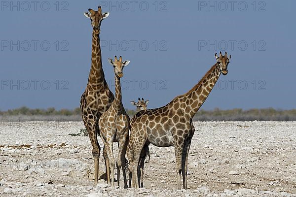 Angolan giraffes,