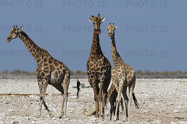 Angolan giraffes,