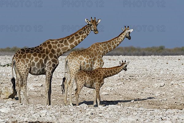 Angolan giraffes,