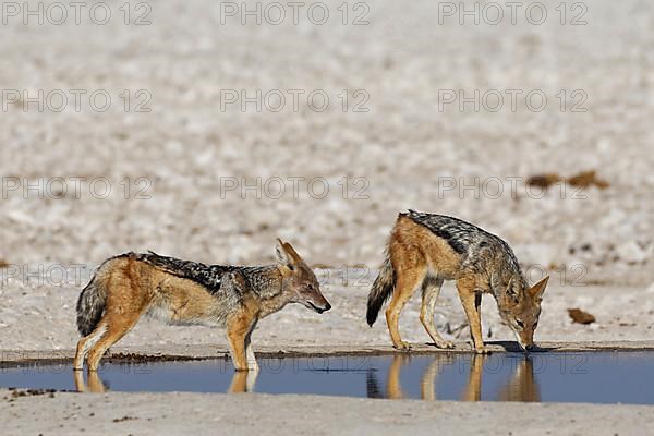 Black-backed jackals,