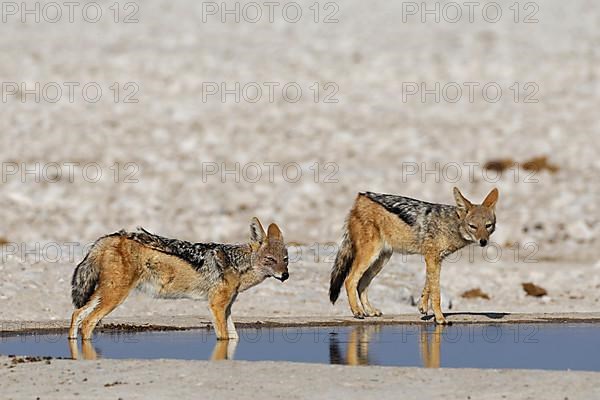 Black-backed jackals,