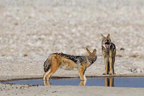 Black-backed jackals,