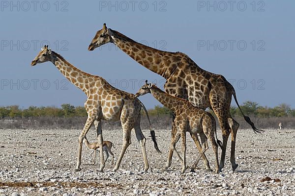 Angolan giraffes,