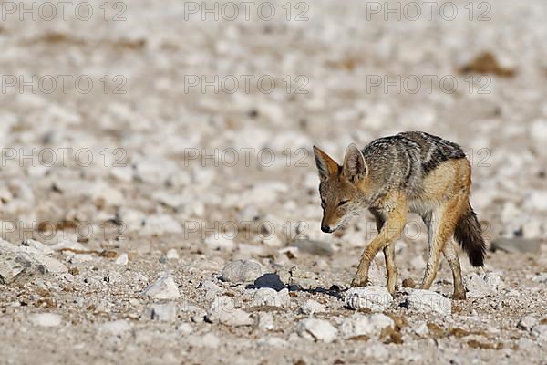 Black-backed jackal,