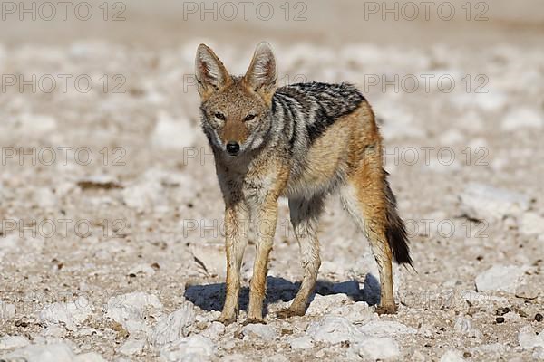 Black-backed jackal,