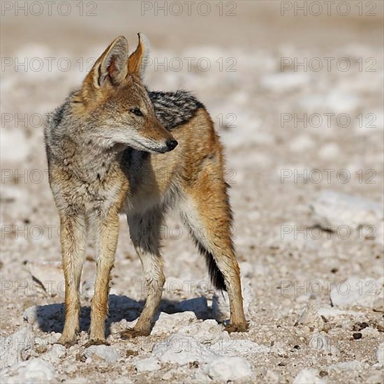 Black-backed jackal,