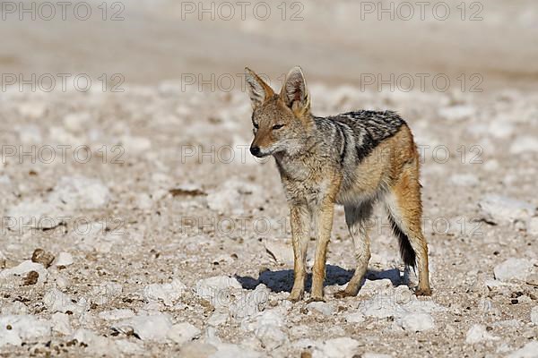 Black-backed jackal,