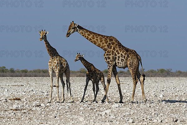 Angolan giraffes,